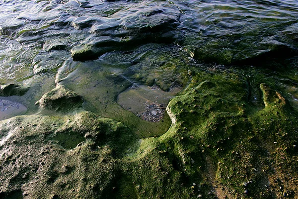 Green Seaweed Seashore — Stock Photo, Image