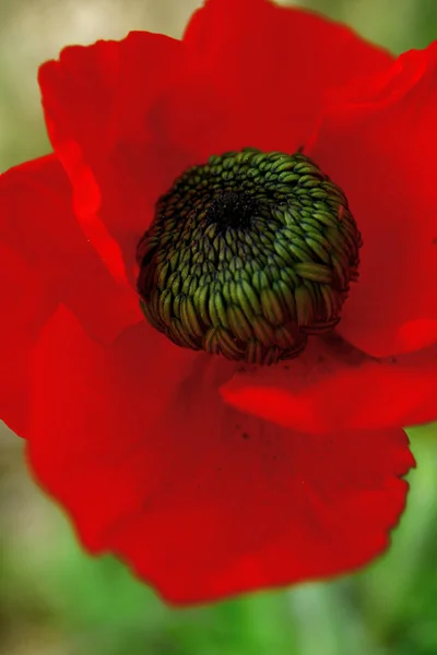 Des Coquelicots Rouges Dans Forêt Printemps Nature Israël — Photo