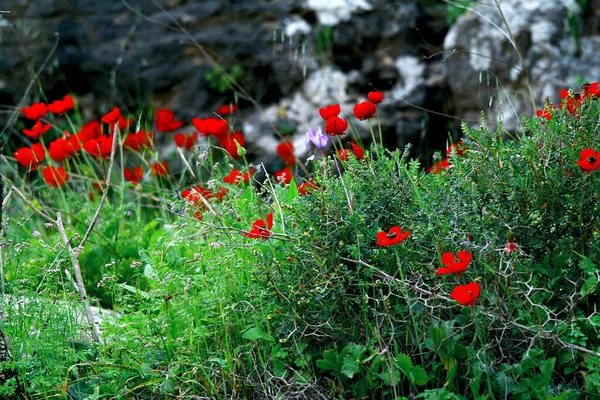 春には森の中の赤いケシ イスラエル — ストック写真