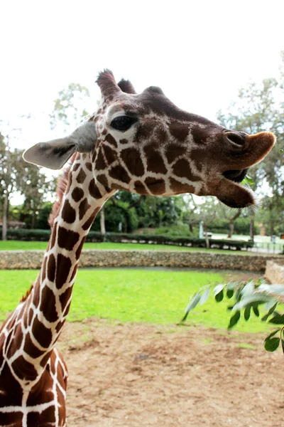 キリンは男の手からラマト ガンのサファリパークに葉を食べる イスラエル2017 — ストック写真