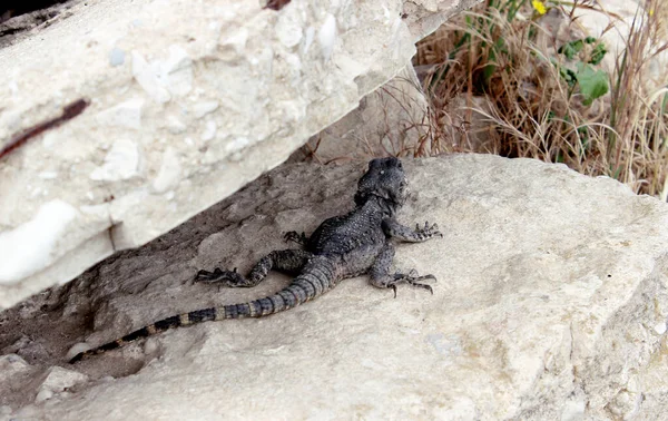 Lizard Disguises Itself Hides Stones Old City Jerusalem — Stock Photo, Image