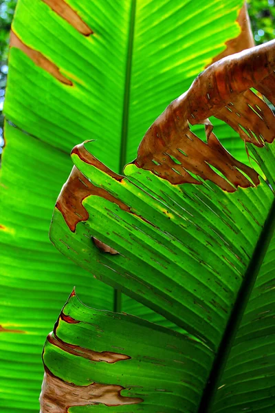 Güneşin Önündeki Muz Palmiyesinin Yaprakları Srail 2017 — Stok fotoğraf