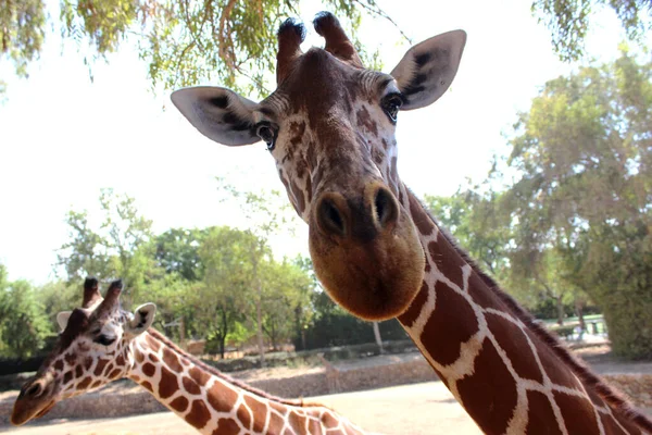 Dvě Žirafy Zoo Ramat Gan Izrael — Stock fotografie