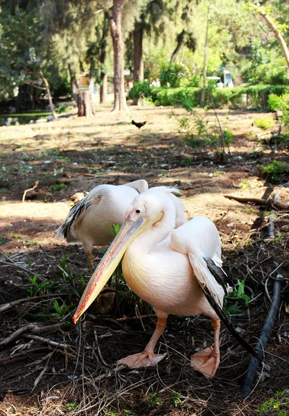 Twee Witte Pelikanen Rusten Een Zoo Park Ramat Gan Israël — Stockfoto