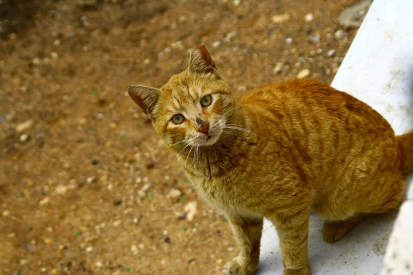 Kırmızı Kumdan Bir Arka Planda Kırmızı Kedi — Stok fotoğraf