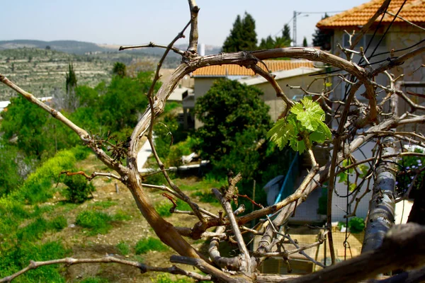 İsrail 'in Kudüs yakınlarındaki küçük bir şehirde açık bir verandada bir sarmaşık..