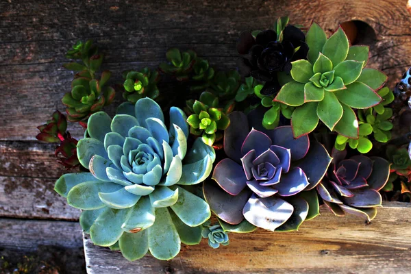 Pequenos Cactos Decorativos Potes Uma Parede Madeira Canteiros Flores Plantas — Fotografia de Stock