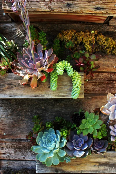 Dekorativa Små Kaktusar Krukor Trävägg Rabatter Dekorativa Exotiska Växter — Stockfoto