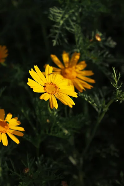 Margarida Amarela Com Besouro Grama Verde Glebionis Coronaria Crisântemo Coronário — Fotografia de Stock