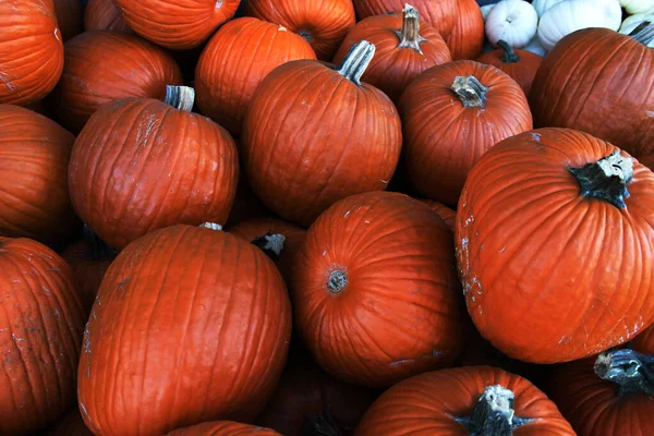 Red Large Classic Pumpkins Create Decorations Halloween Mountain Red Fresh Stock Picture