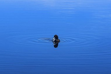 Mavi göl yüzeyinde siyah ve beyaz ördek yavrusu