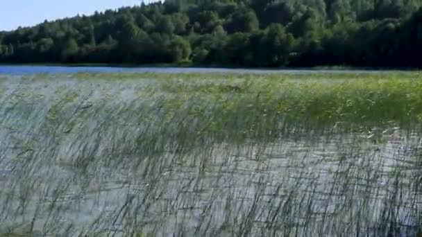 夏季大风天气中的野生湖泊和芦苇 — 图库视频影像