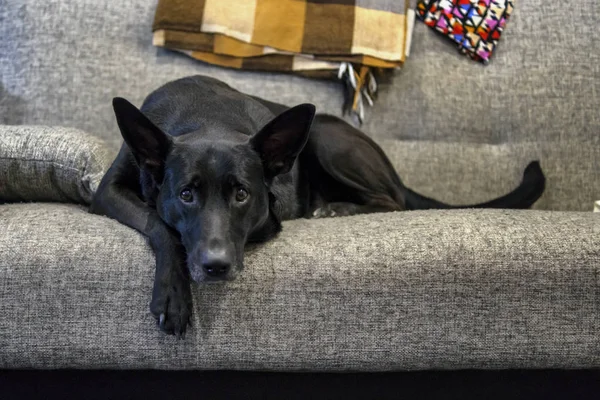 Μαύρο Σκυλί Ποιμένων Λυπηρό Χωρίς Ιδιοκτήτη Στον Καναπέ — Φωτογραφία Αρχείου