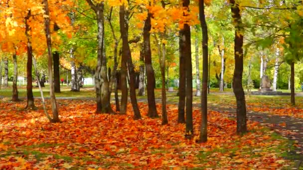 Goldenes Laub Der Ahorne Herbstpark — Stockvideo