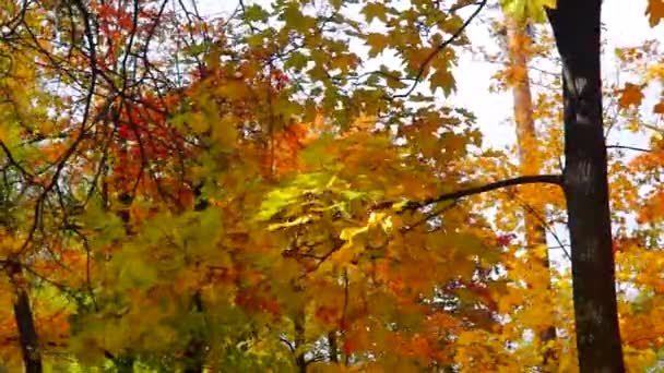 Golden Maple Leaves Wind Autumn — Stock Video