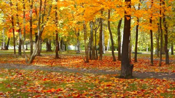 Тропинка Парке Осенних Кленовых Деревьев — стоковое видео