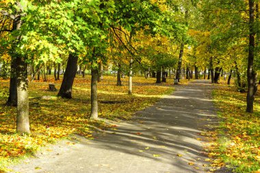 Sonbahar akçaağaç Park güneşli yolu
