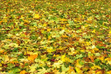 Renkli akçaağaç kapak arka plan içinde sonbahar yaprakları