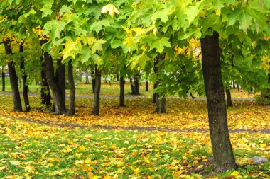Patika sonbahar akçaağaç Park