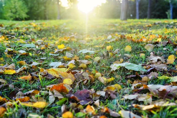 Цветные Осенние Листья Траве Закате Солнца — стоковое фото