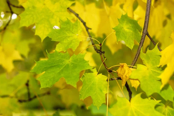Кленовые Листья Осеннем Фоне — стоковое фото