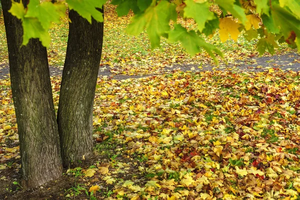 Akça Ağaç Yeşillik Sonbahar Park — Stok fotoğraf