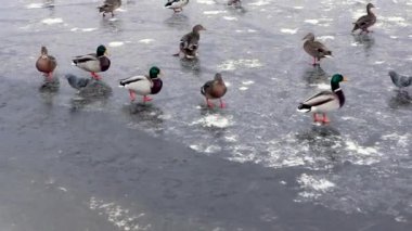 Komik ördek gölet buz yiyecek arayan