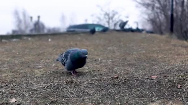 Kayalık Güvercin Yiyecek Arayan Soğuk Sonbahar Günü — Stok video