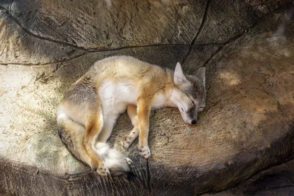 Pequeño Zorro Duerme Sombra Sobre Roca — Foto de Stock