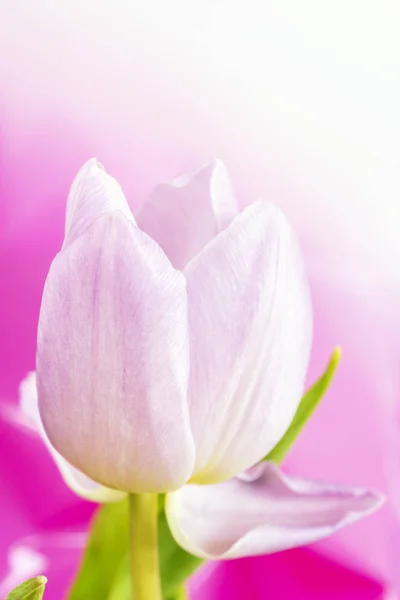 Zarte Schöne Tulpenblüte Aus Nächster Nähe — Stockfoto