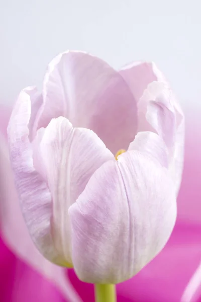Rose Fleur Tulipe Macro — Photo