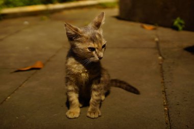 Birşeylerden şüpheleniyor komik sokak sokak kedi yavrusu
