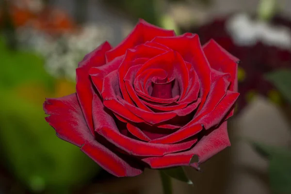 Dark Red Rose Flower — Stock Photo, Image