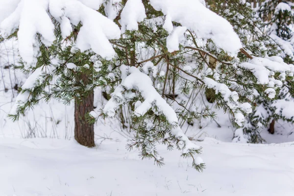 Arbre Feuilles Enneigées Dans Dérive Des Neiges — Photo