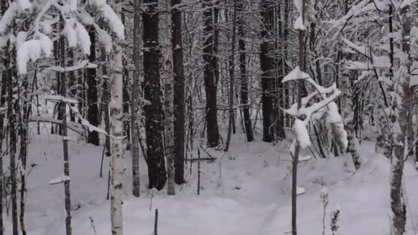 雪に覆われた森でゆっくりと静かに雪が降る — ストック動画