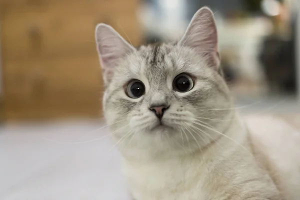 Surprised Muzzle Young Grey Cat Wondering — Stock Photo, Image