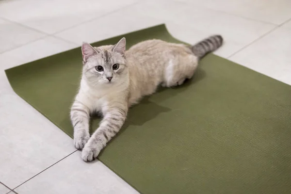 Kitty Está Tumbada Alfombra Esperando Mirando Cuidadosamente — Foto de Stock