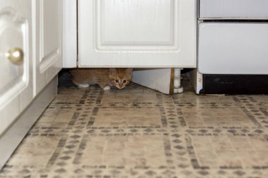 Küçük kırmızı kedi mobilya altından bakan dikkatli