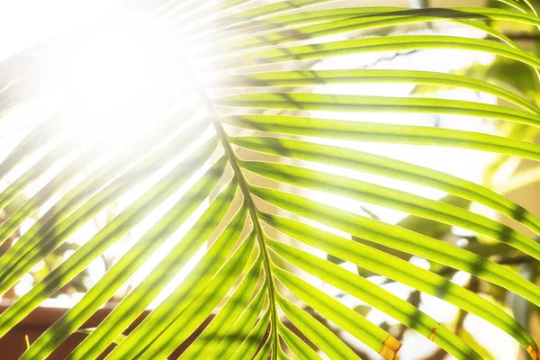 Солнечный Цветочный Ладонь Фон — стоковое фото