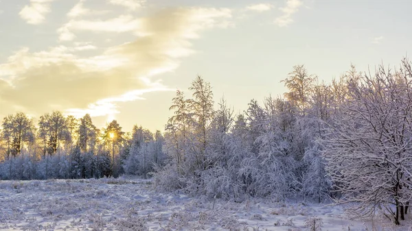 Snowy Forest Clearing Bright Winter Sunset — Stock Photo, Image