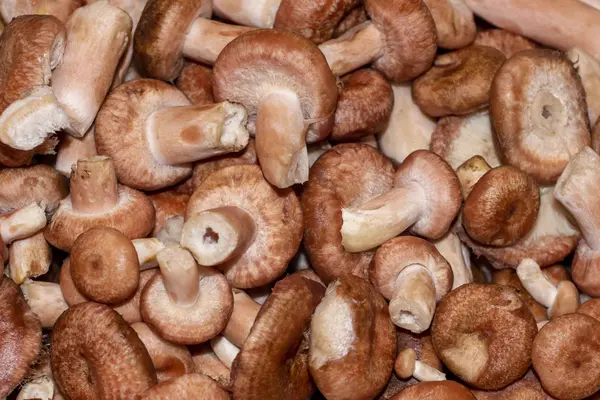 雨後の羊毛 Milkcap キノコの背景 — ストック写真