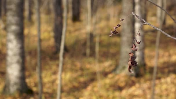 Γαλήνιο Τοπίο Στο Sunny Wild Σημύδα Άλσος Φθινόπωρο — Αρχείο Βίντεο