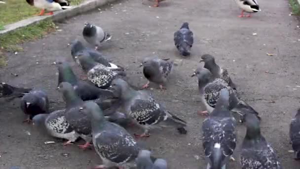 Rebanho Pombos Urbanos Empurra Para Comida Rua Cidade Outono — Vídeo de Stock