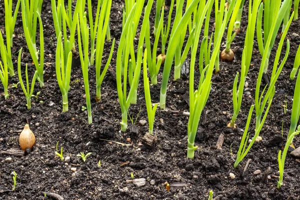 Green Onion Feathers Grow Garden — Stock Photo, Image