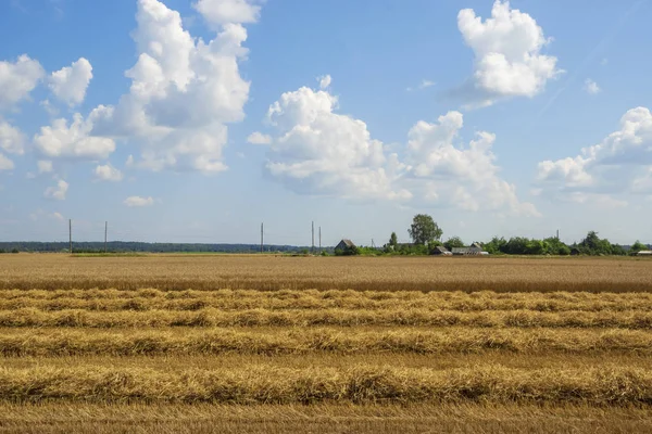 Landwirtschaftliche Flächen Bauernhaus Auf Dem Feld Reifer Weizen Geerntet Wird — Stockfoto