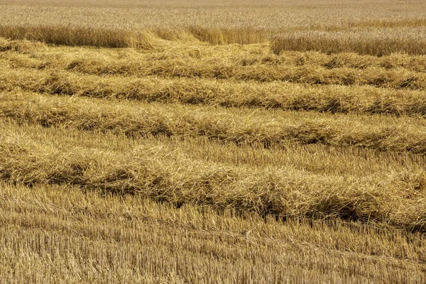 Ernte Von Reifem Weizen Auf Einem Ländlichen Feld — Stockfoto