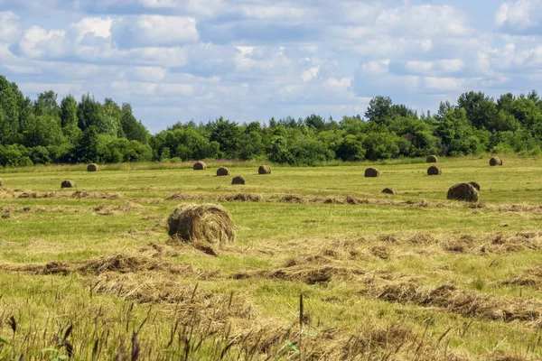 Agrarlandschaft Ernte Auf Den Feldern Des Reifen Weizens — Stockfoto