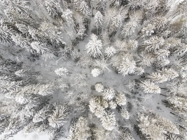 Aerial View Pine Forest Winter — Stock Photo, Image