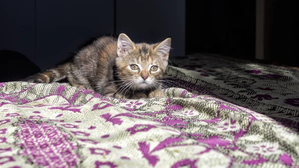 Curious young kitten in alert still pose before attack