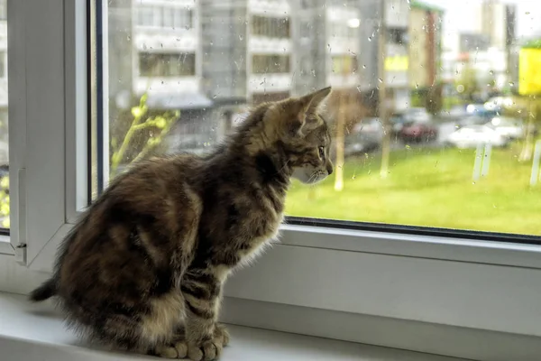 Кошеня Підвіконні Дивиться Через Вікно Дворі Газону — стокове фото